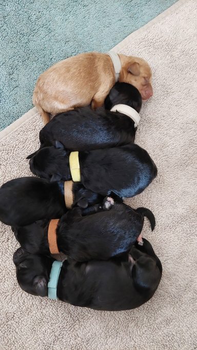 Pups 2 dagen oud