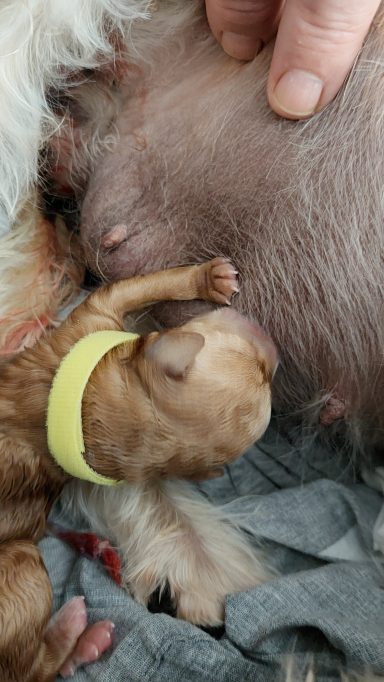 1e pup Bounty